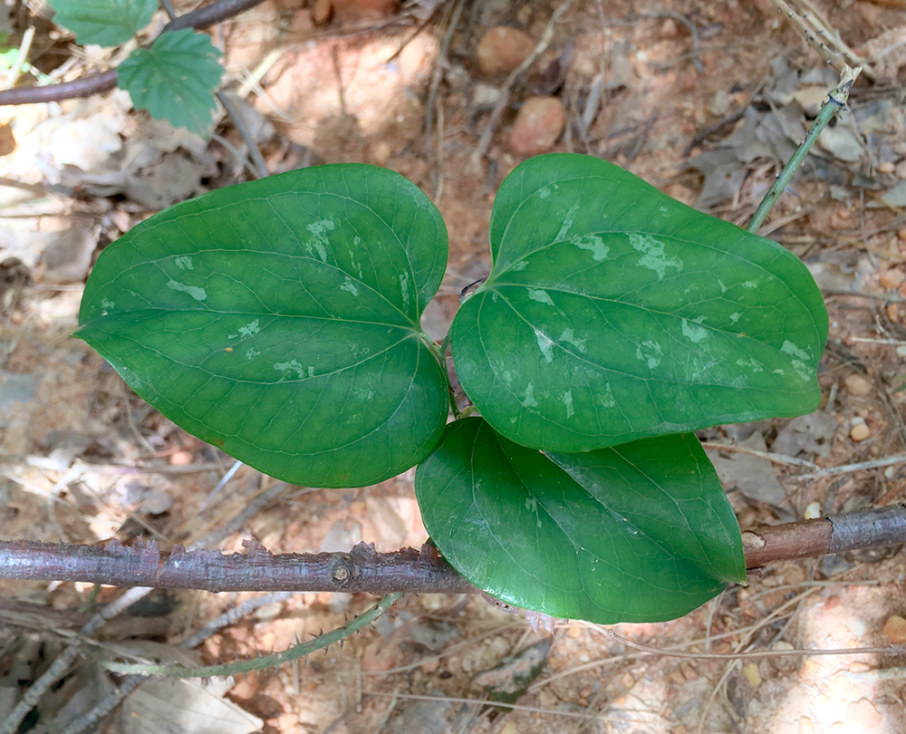 Glaucous Greenbrier leaves