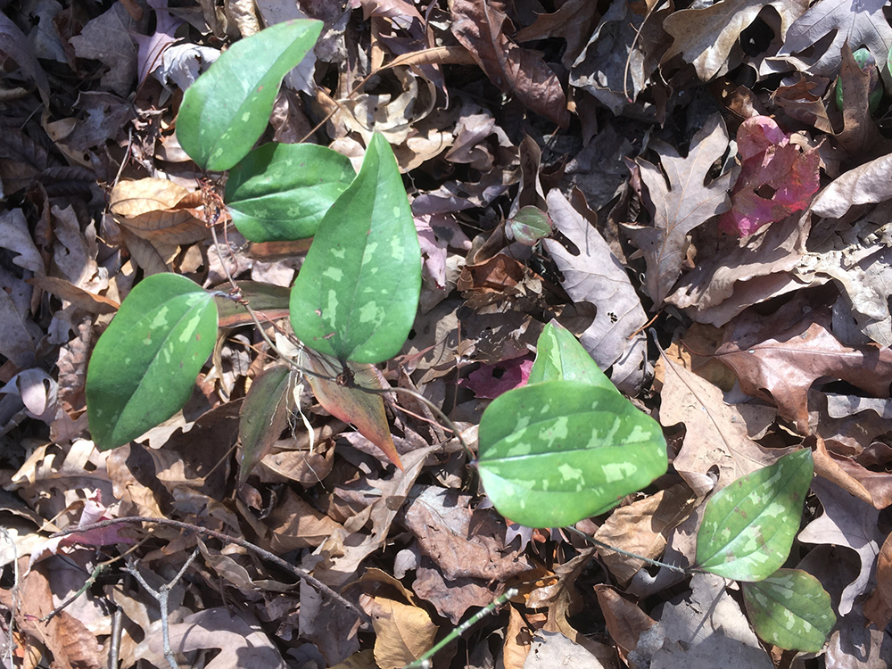 Glaucous Greenbrier leaves