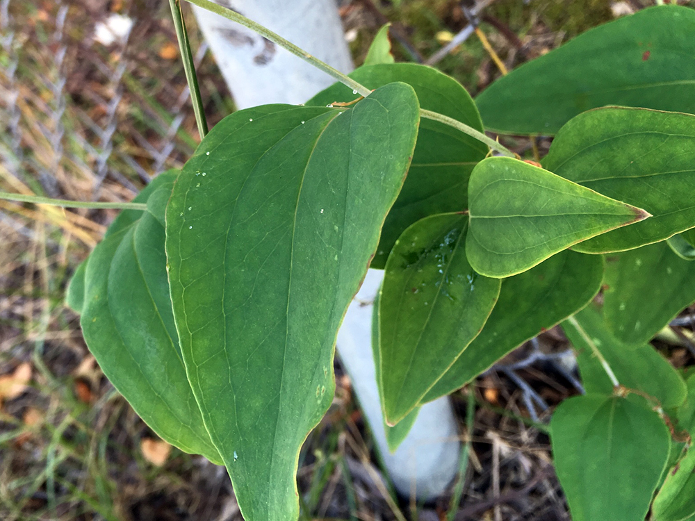 Glaucous Greenbrier leaves