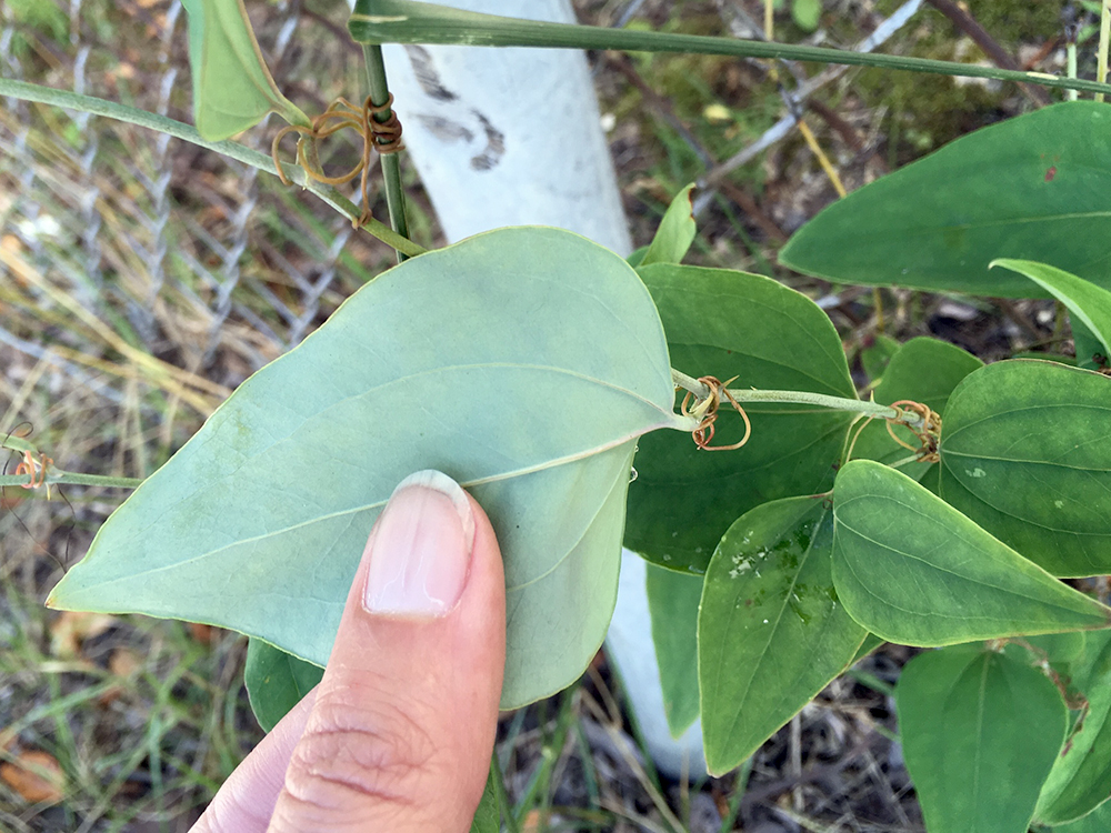 Glaucous Greenbrier leaves