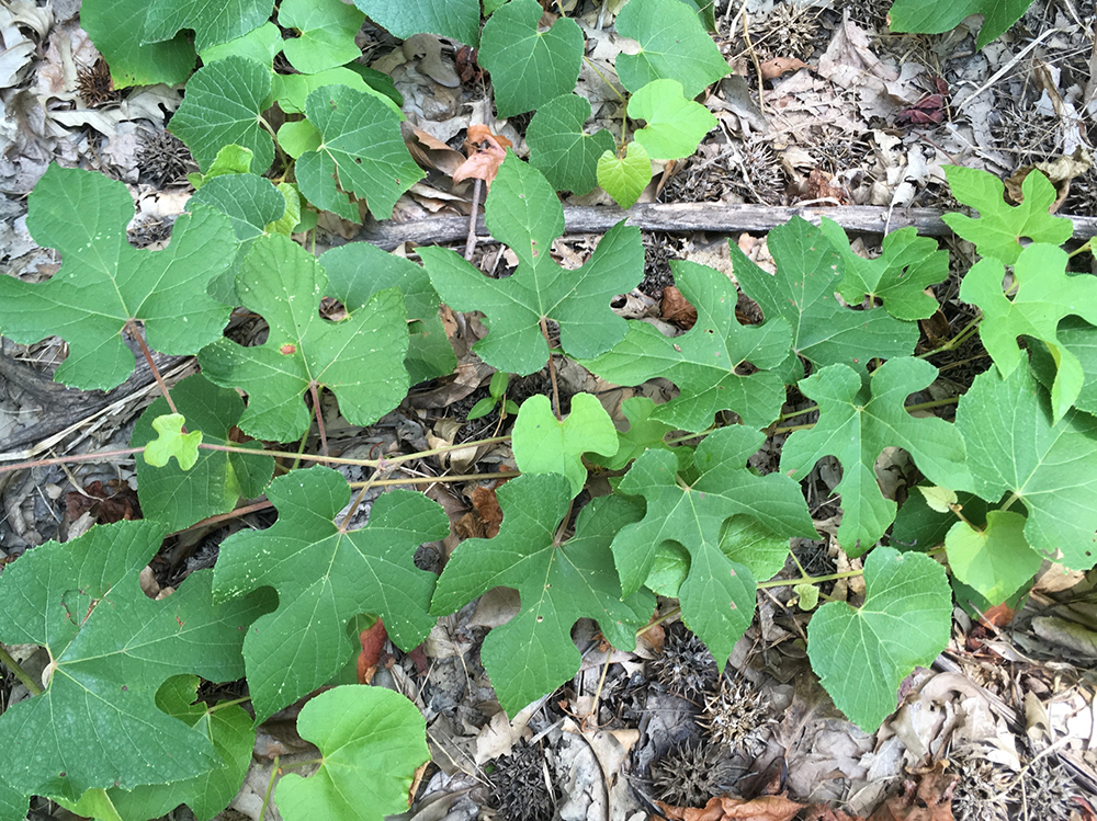 Silverleaf Grape leaves