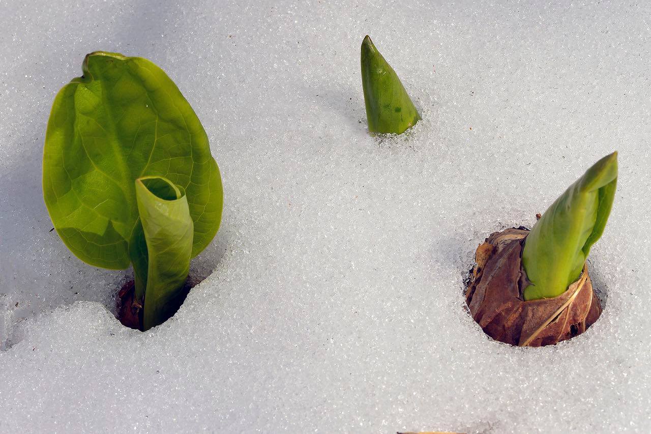 Skunk Cabbage