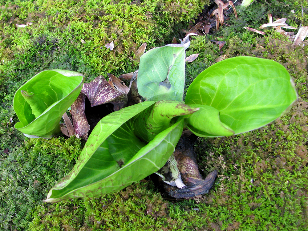 Skunk Cabbage