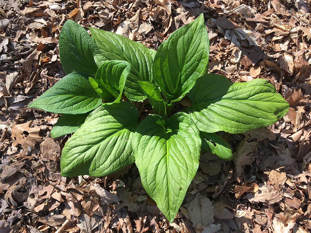 Skunk Cabbage