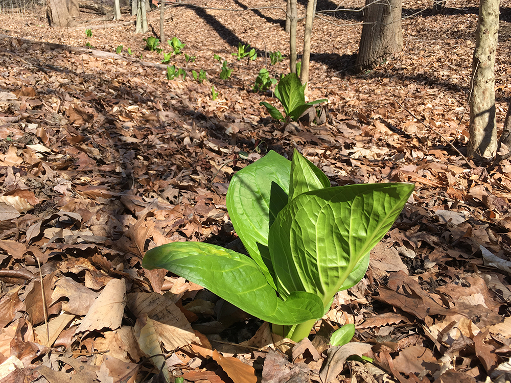 Skunk Cabbage