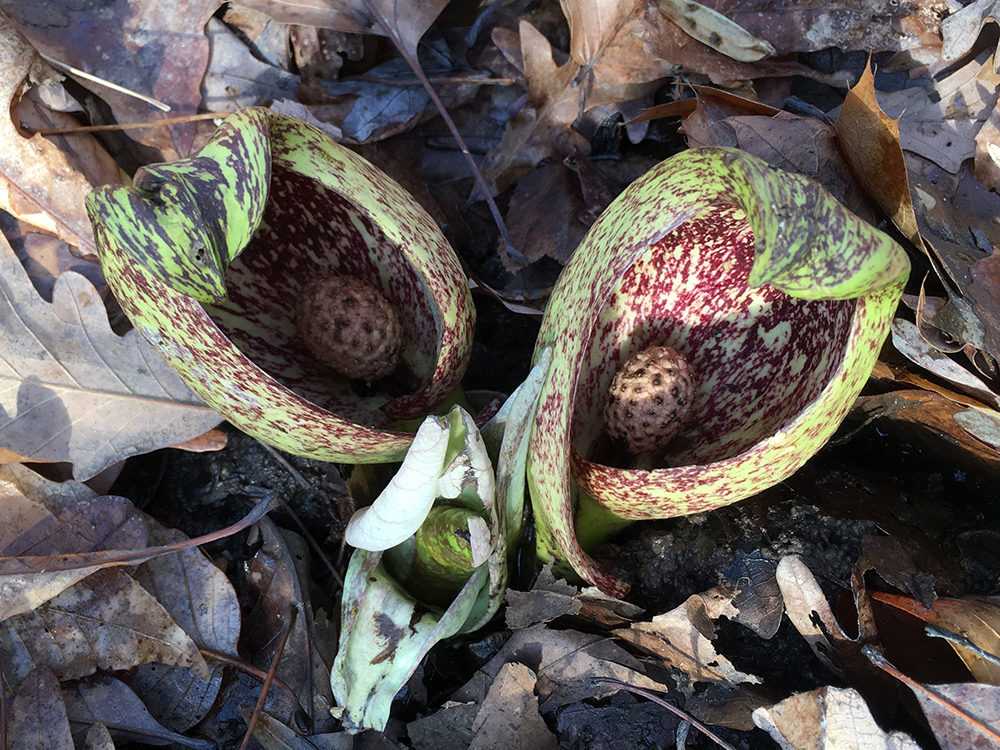 Skunk Cabbage flowers