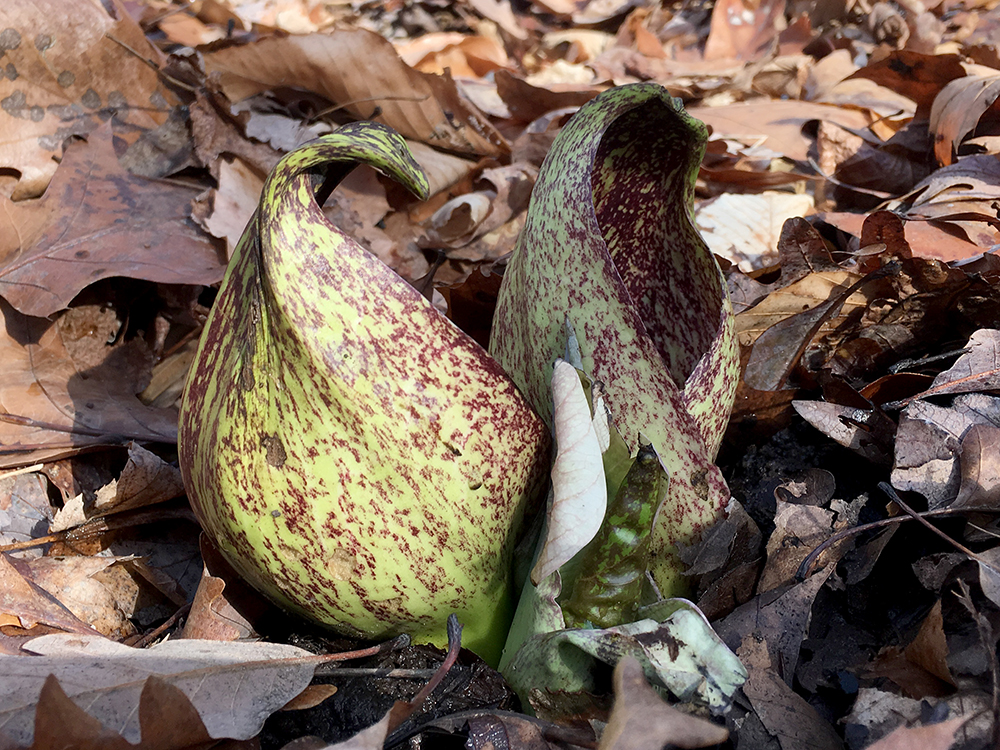 Skunk Cabbage flowers