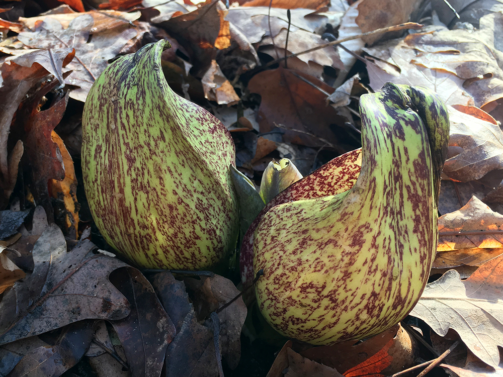 Skunk Cabbage flowers