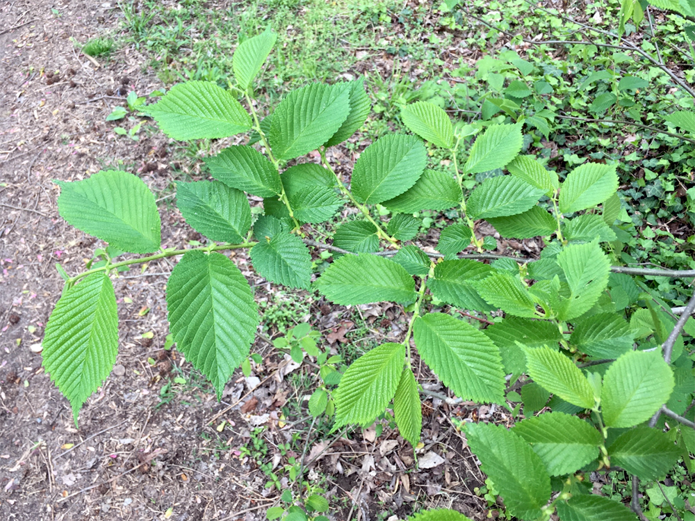 White Ash Tree