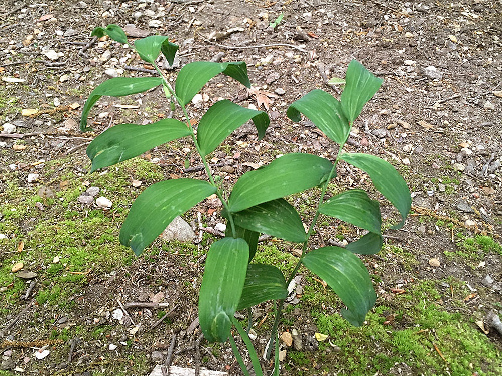 Solomon's Seal