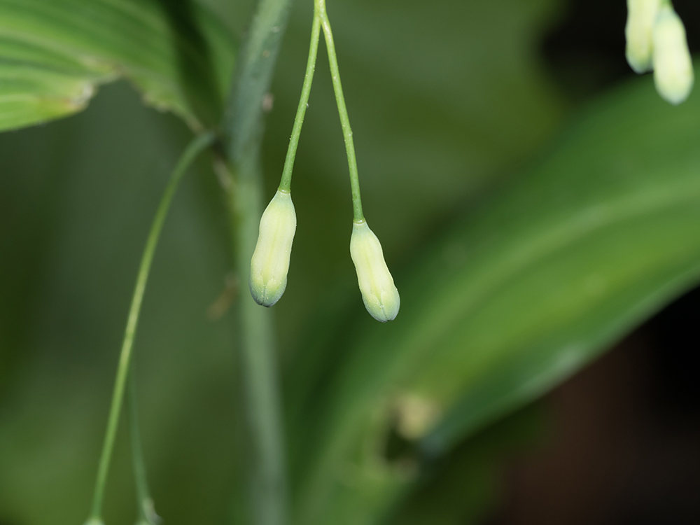 Solomon's Seal