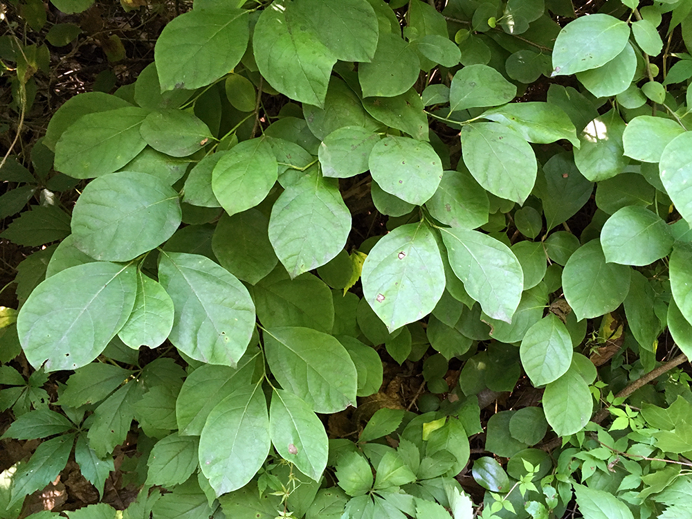 Spicebush