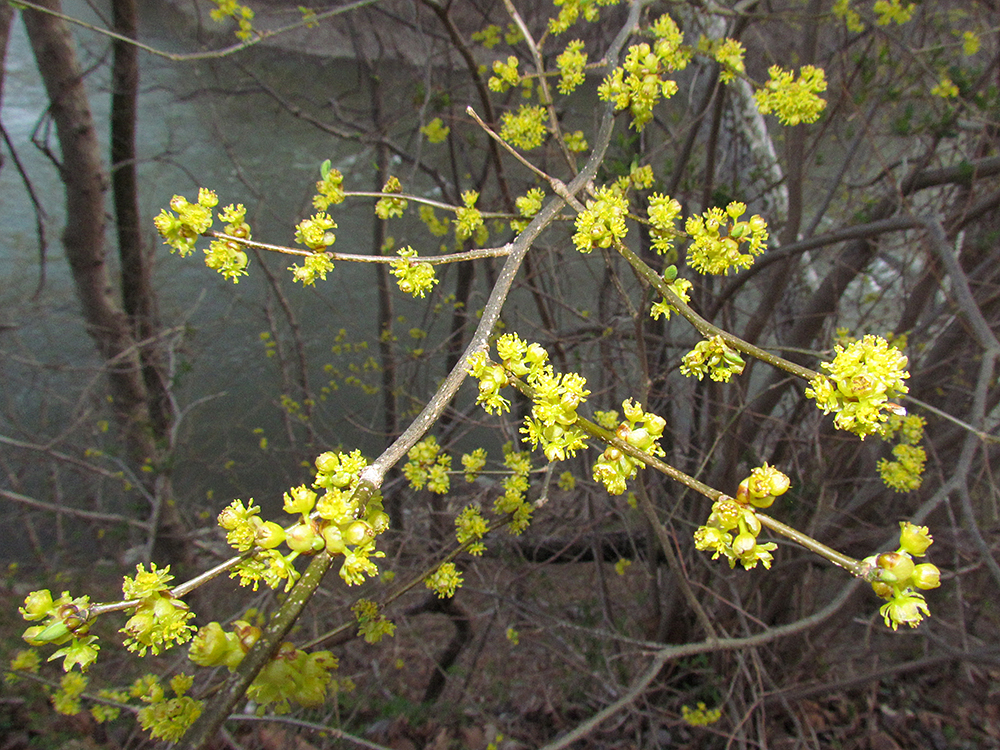 Spicebush