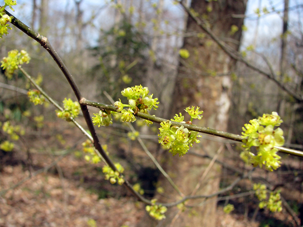 Spicebush