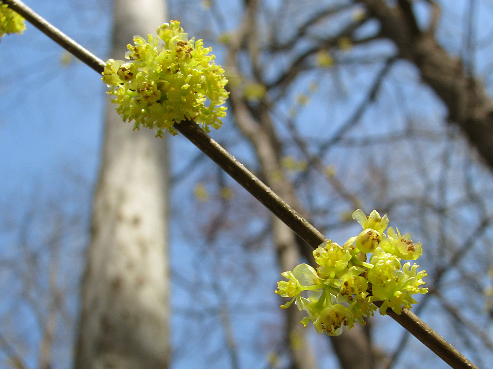 Spicebush