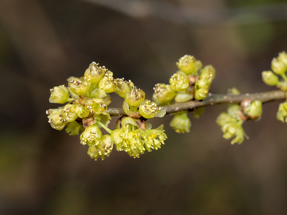 Spicebush