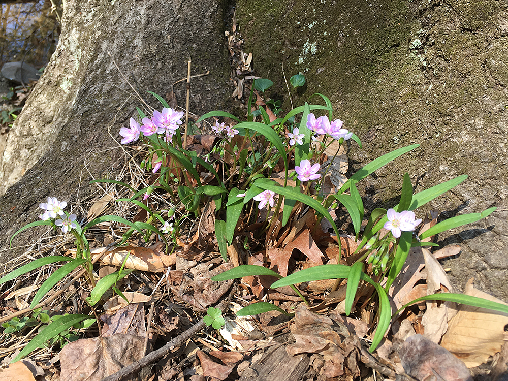 Spring Beauties