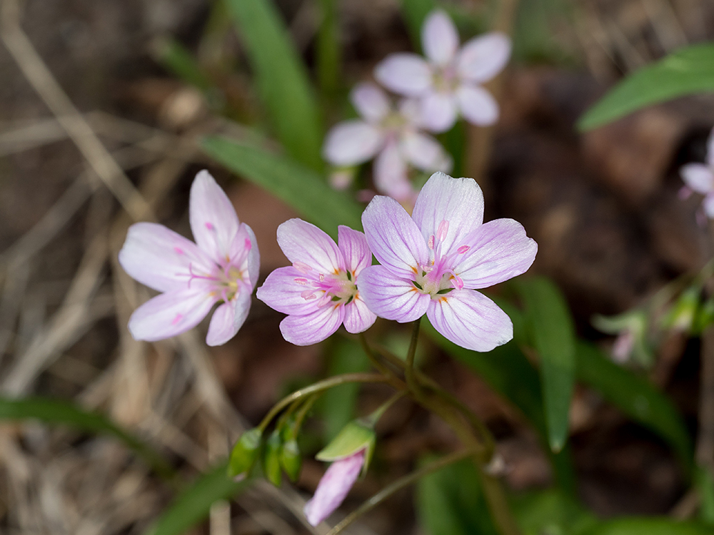 Spring Beauties