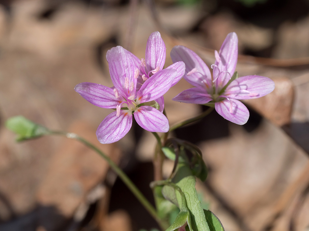 Spring Beauties