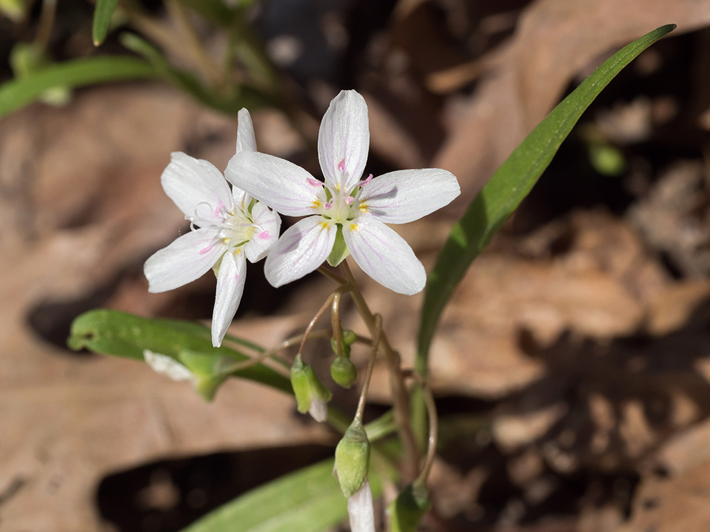 Spring Beauties