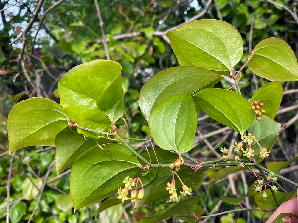 Common Greenbrier