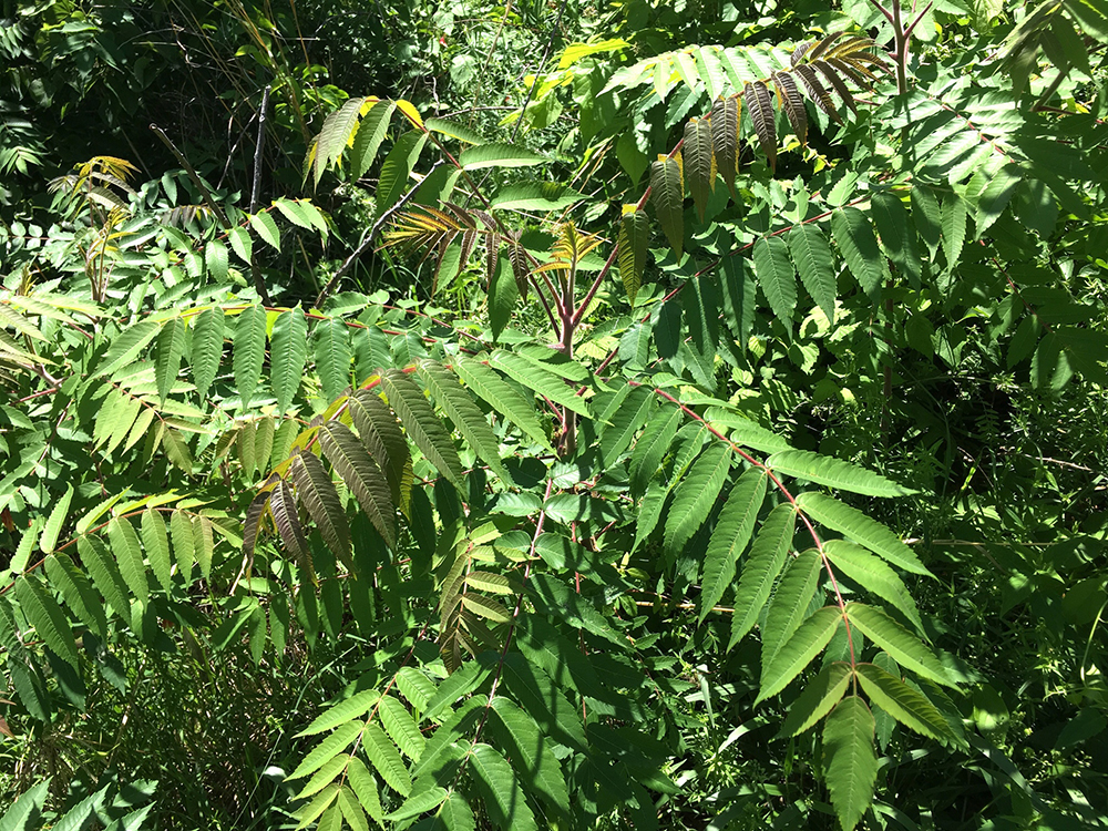 Staghorn Sumac Tree