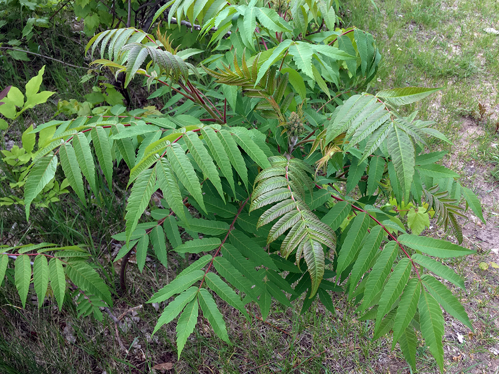 Staghorn Sumac Tree