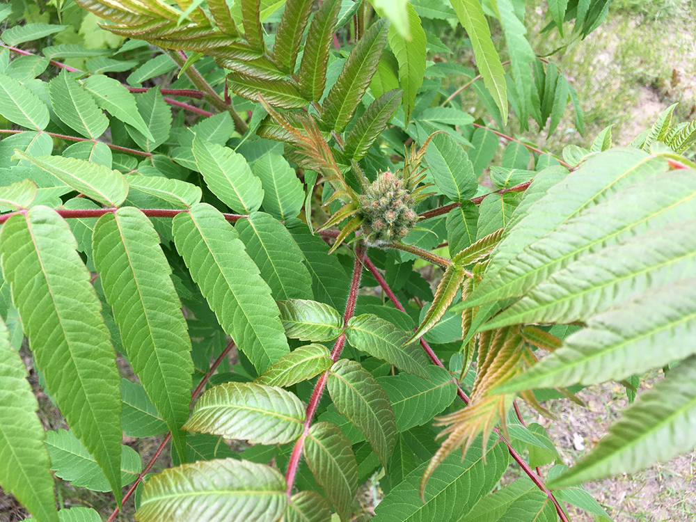 Staghorn Sumac flower buds