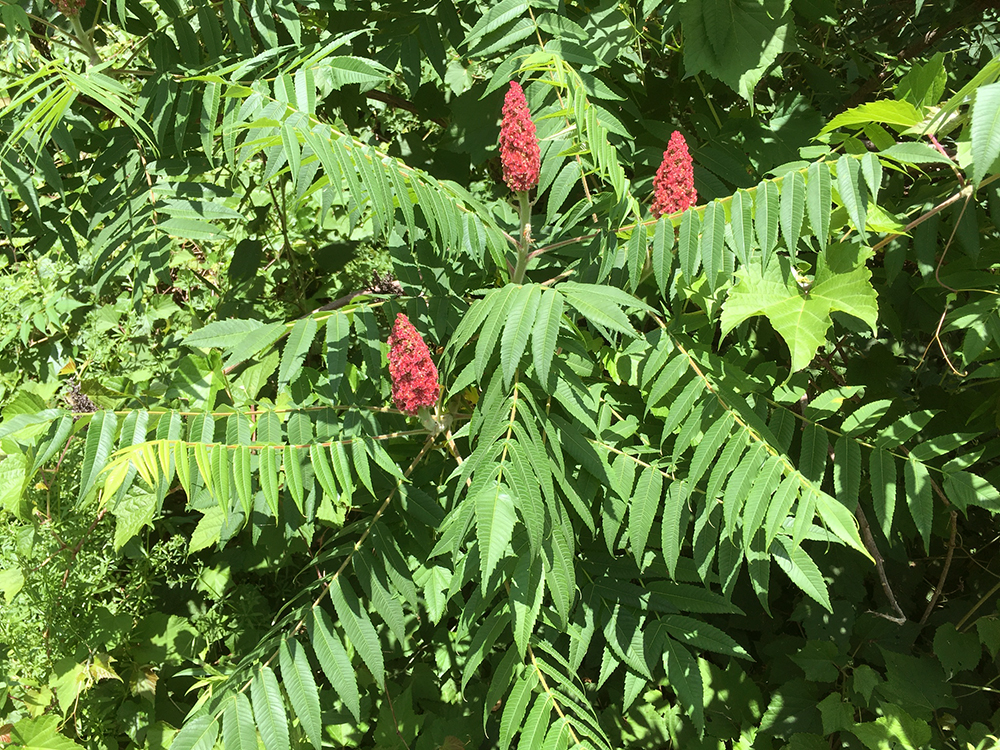 Staghorn Sumac berries