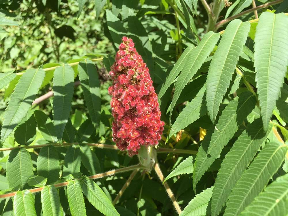 Staghorn Sumac berries