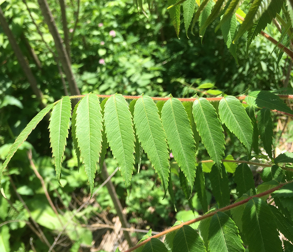 Staghorn Sumac leaves