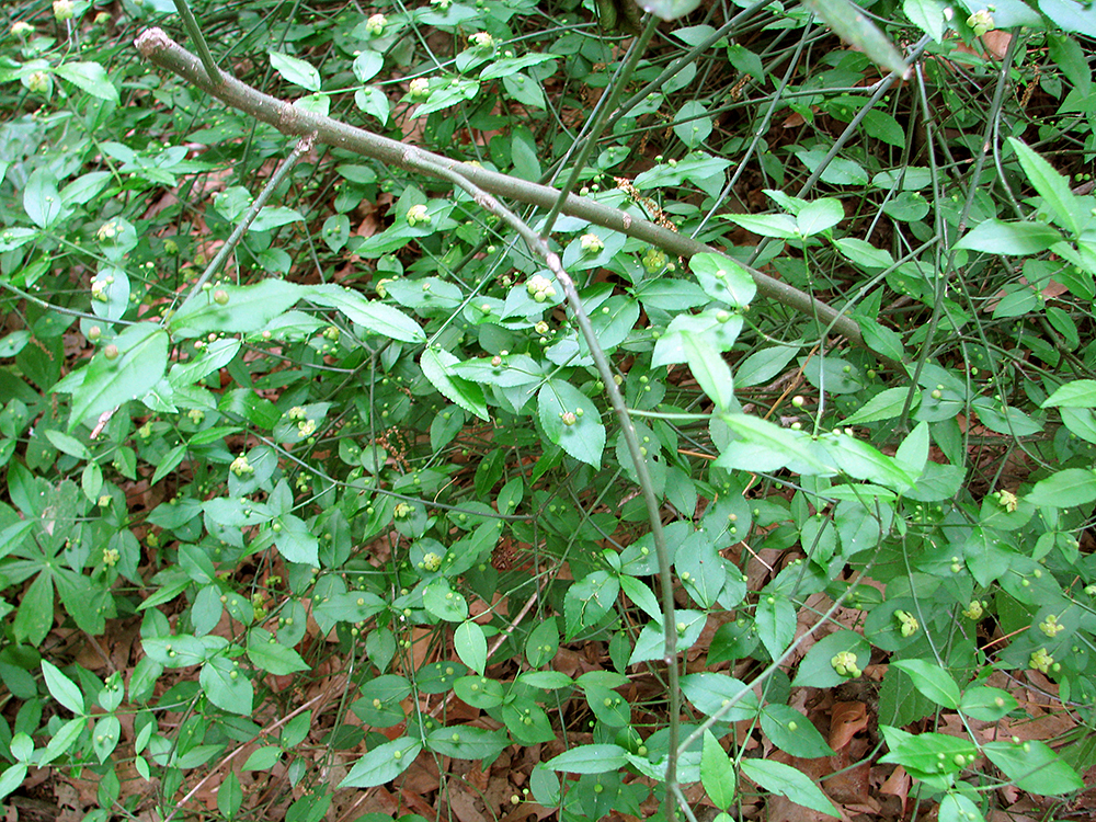 Strawberry Bush