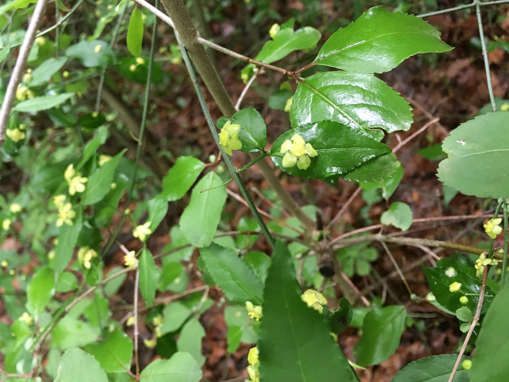 Strawberry Bush