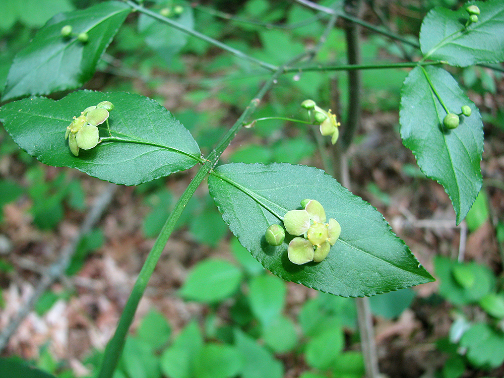 Strawberry Bush