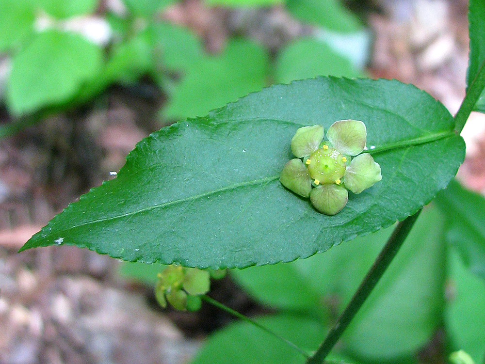 Strawberry Bush