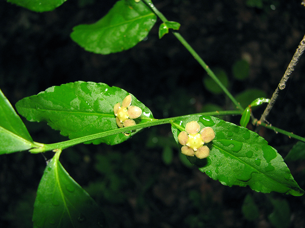 Strawberry Bush