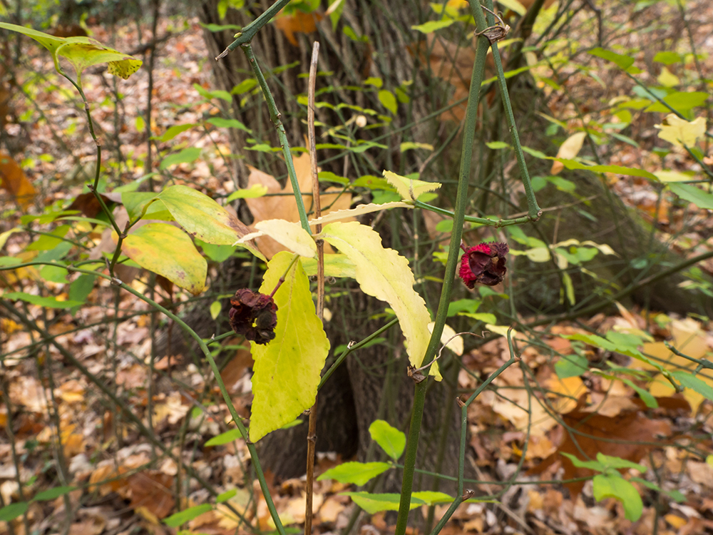 Strawberry Bush