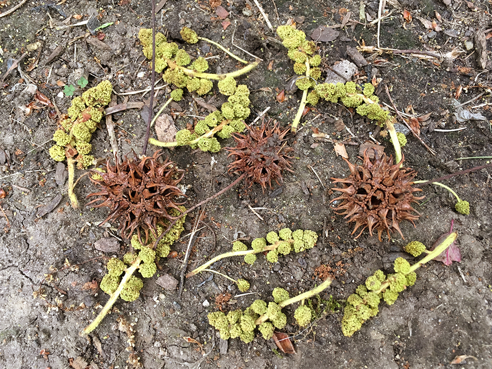 Sweetgum pollen and seedpods