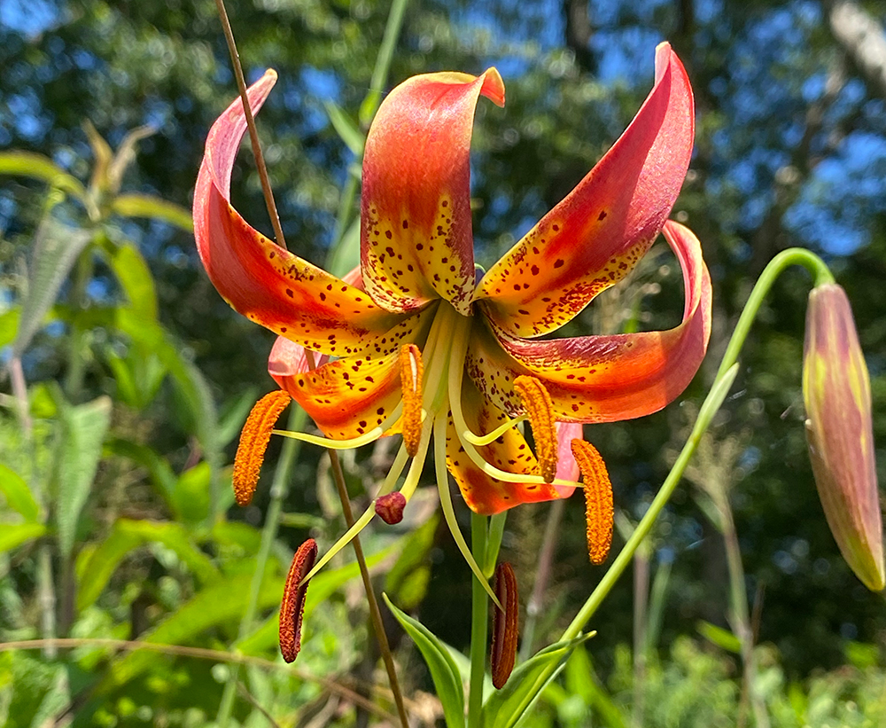 A Turk's-cap Lily flower