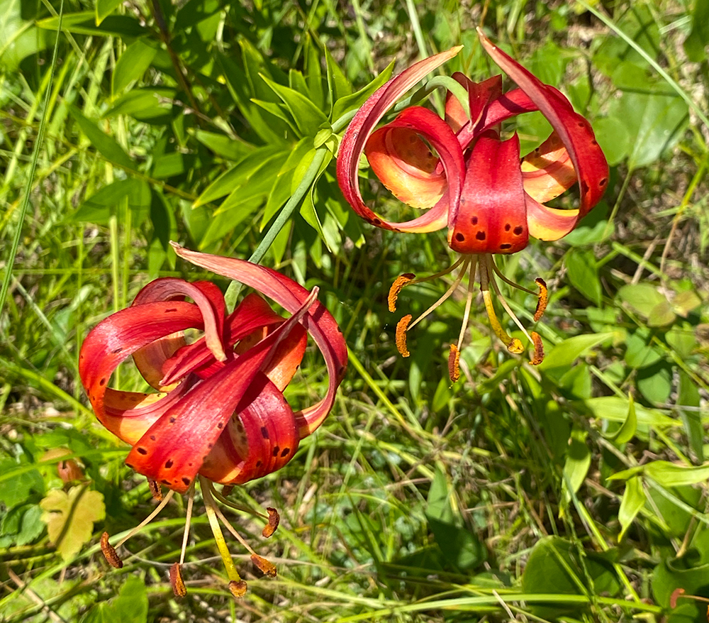 2 Turk's-cap Lily flowers