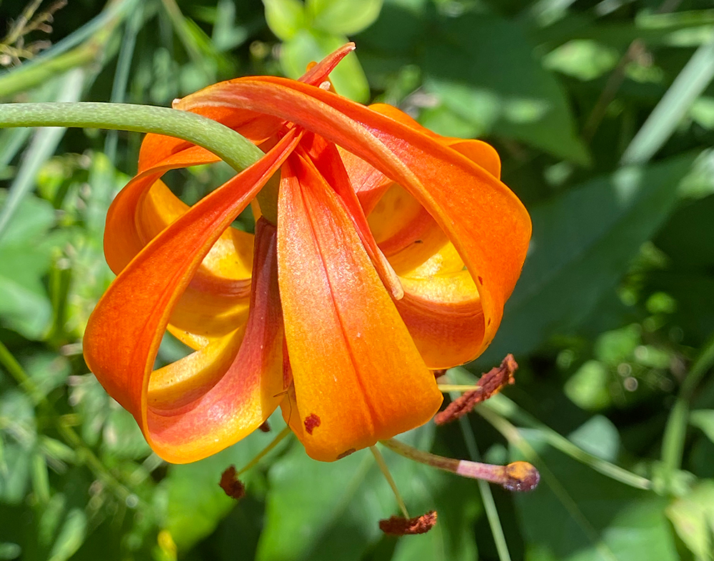 A Turk's-cap Lily flower