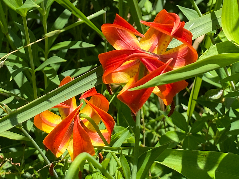 2 Turk's-cap Lily flowers