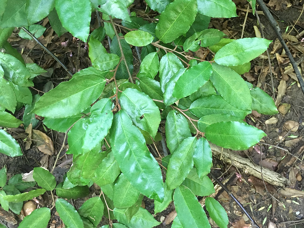 Thorny Olive leaves