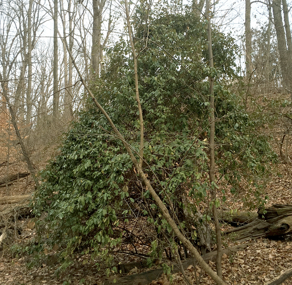 Thorny Olive shrub