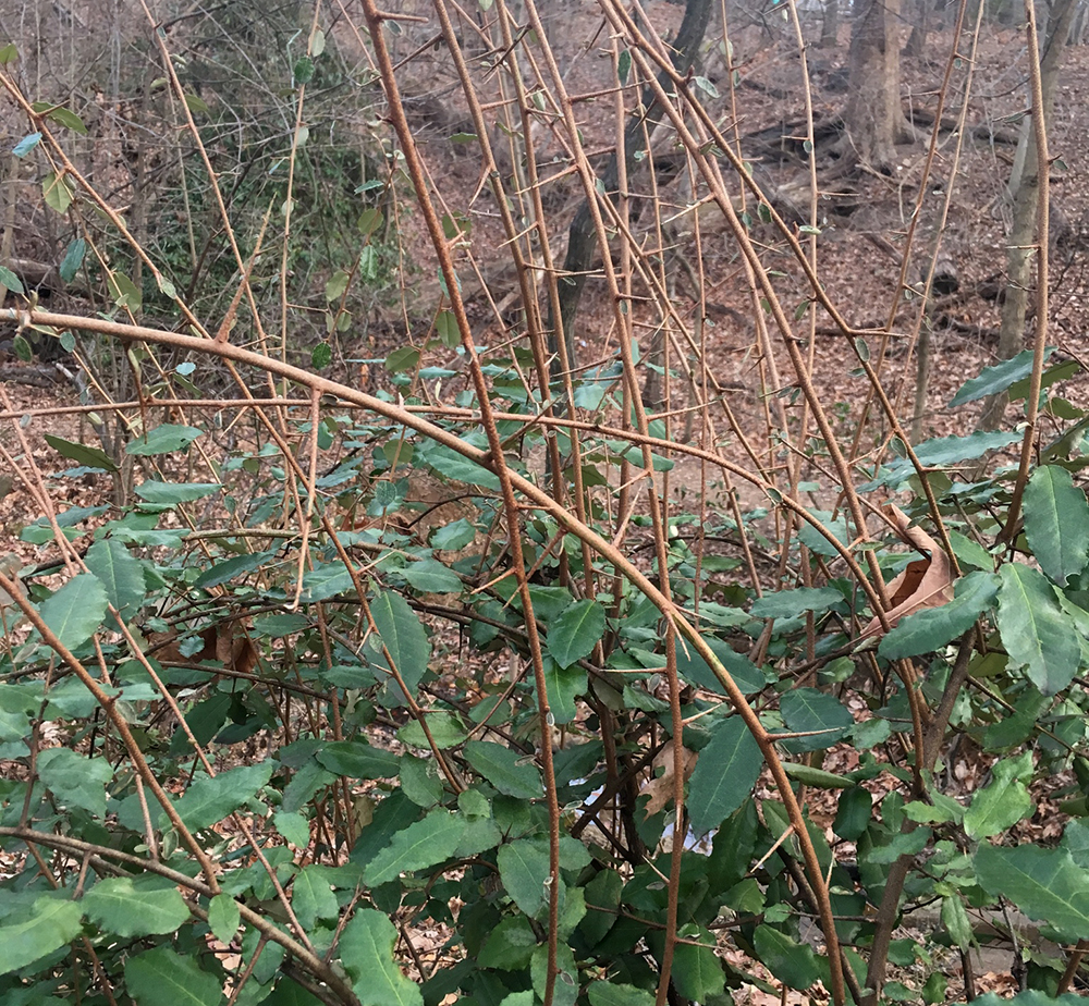 Thorny Olive branches