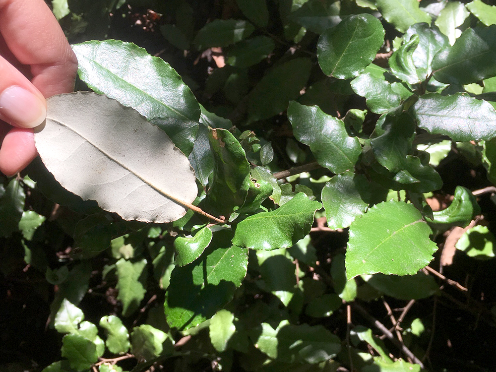 Thorny Olive leaves