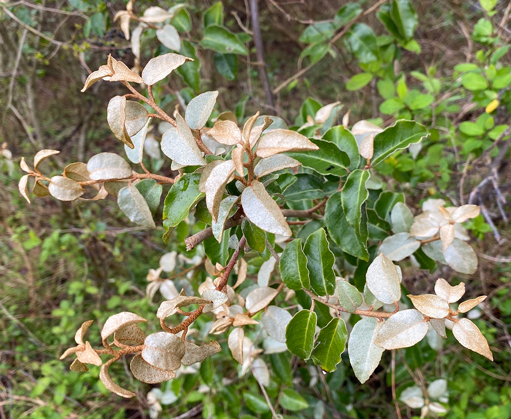 Thorny Olive leaves