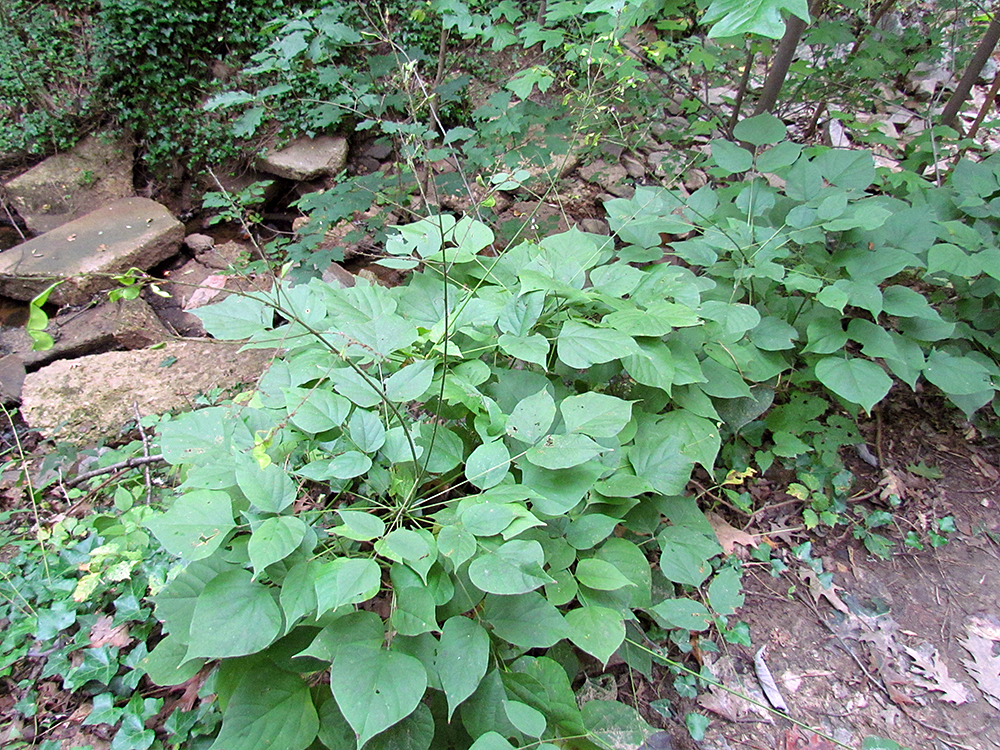 Canada Tick Trefoil