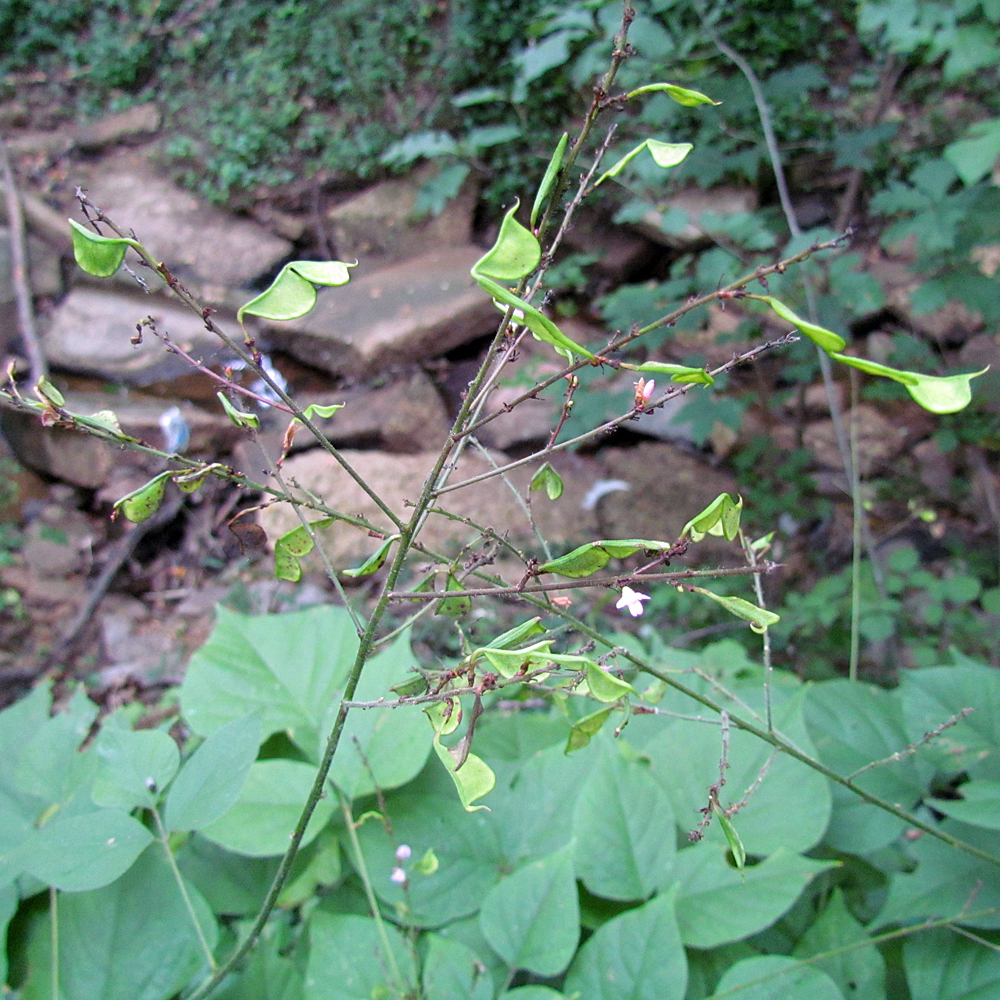 Canada Tick Trefoil