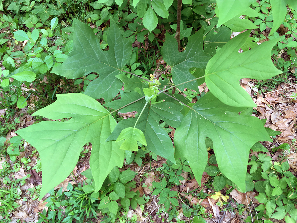 Tulip Poplar